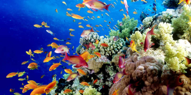 Great Barrier Reef Australia Tourist Destinations